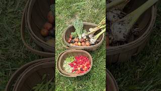 Potato Harvest #harvest #growyourownfood #garden #gardening #backyardgarden #maryland