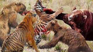 Wild Fight of Brown Bear Against Tiger To Show Who is The King Of Jungle - Tiger Vs Bear