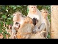 Great ! herd of monkey, big family, they are adorable monkey.