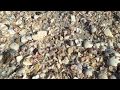 Sea shells in Florida huge infestation of seashells