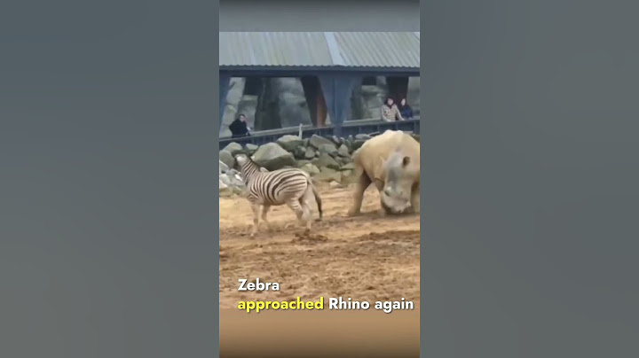 Zebra tries to kick the Rhino to show his muscle strength #zebra #rhino#animal #wildlife