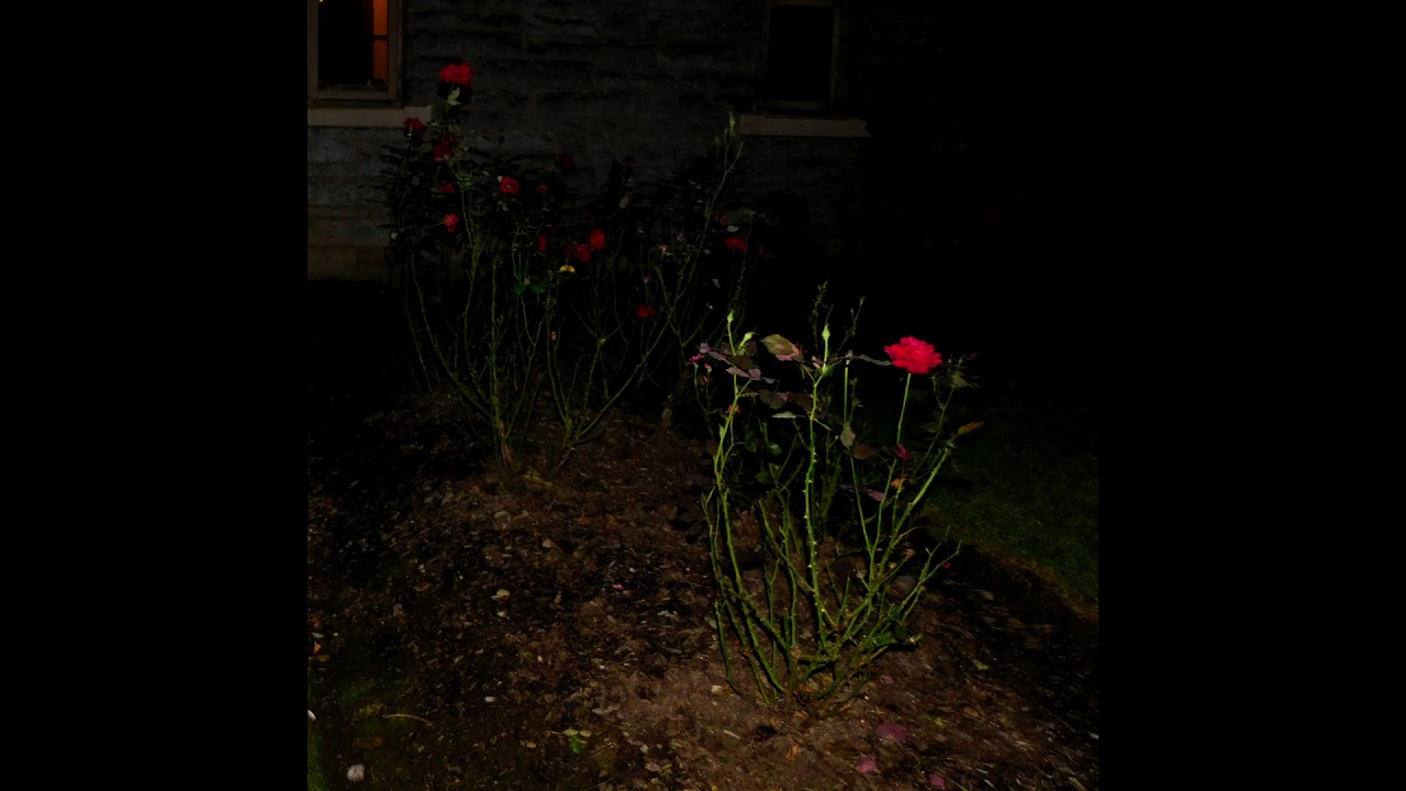 Watch ZWALL - without u on YouTube Watch ZWALL - without u on YouTube