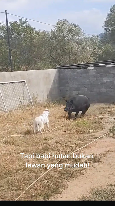 'Pertarungan Sengit! Anjing Pemburu vs. Babi Hutan Buas' #animals #shorts