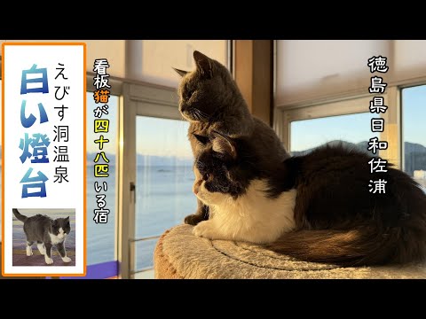 【看板猫たちがいるホテル】徳島で保護猫48匹が暮らす自由な温泉ホテルの猫が可愛すぎた Hotel with cats - Hiwasa, Tokushima Prefecture