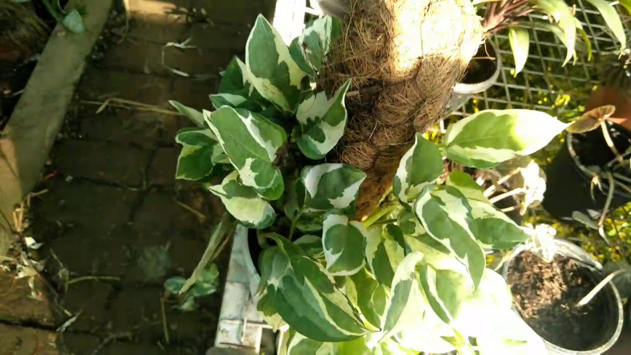  Pradeep nursery k new plants ki visit ka second part