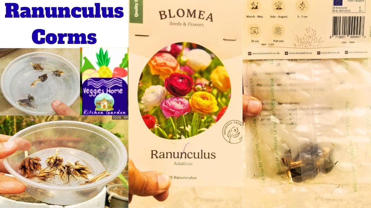 How to grow Ranunculus Corms with soil mix tips at Asim Rooftop Garden