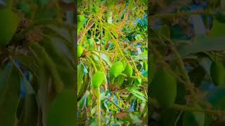 Pak Gaiyan Mithyaan Ambiyan