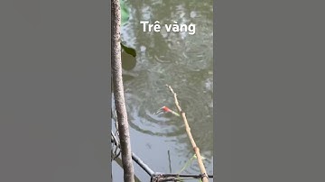 Dính em trê vàng dưới bụi lùn #thápmườiquêtôi #fishing #cauca #câucárôđồng