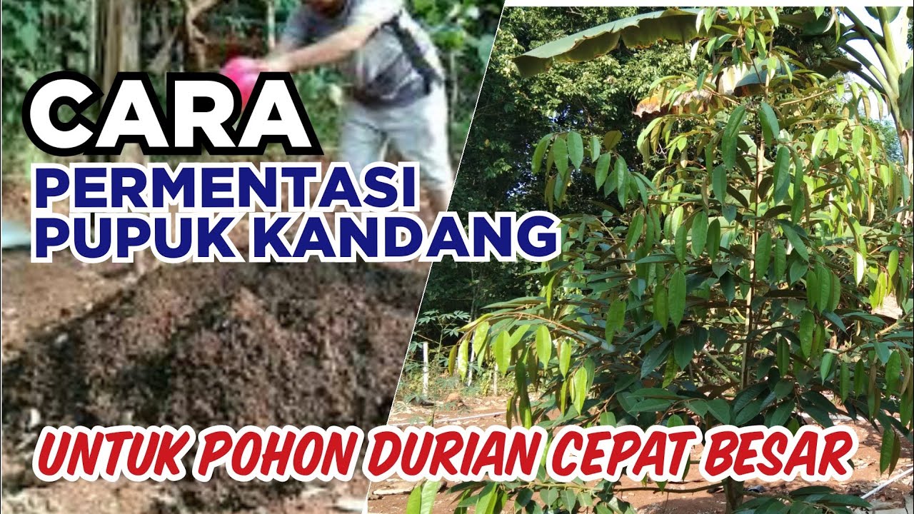 Cara Mudah Fermentasi Kotoran Kambing 