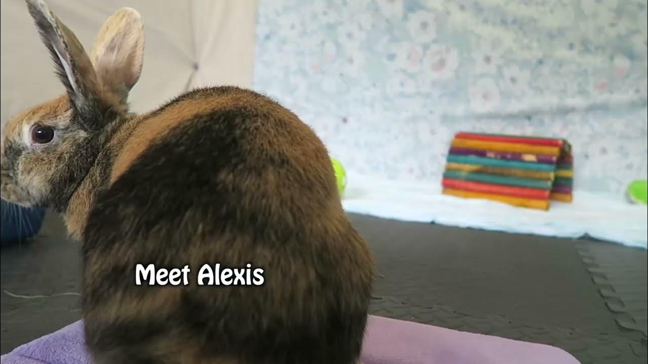 House Rabbit Network Adoptable Alexis YouTube