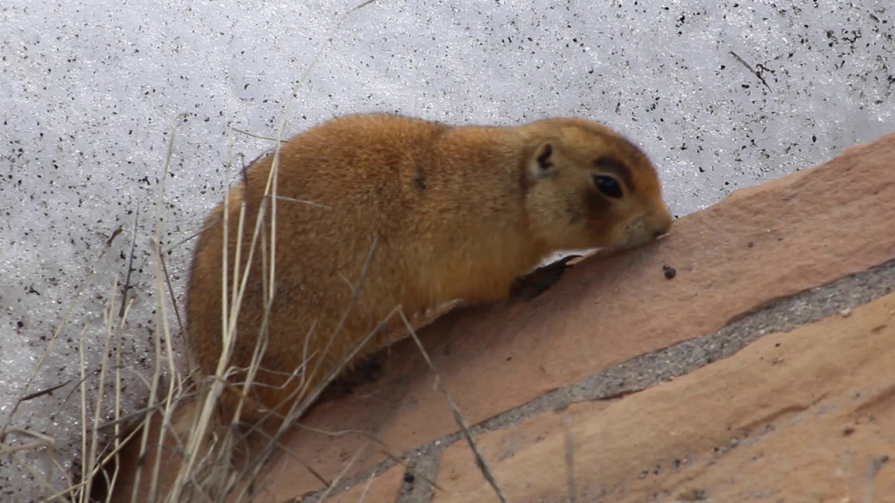 Utah Prairie Dog at Bryce Canyon National Park YouTube