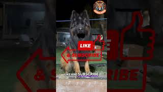 Celebrity German Shepherd vs. Wolf: Who Wins the Ultimate Showdown? 🐺💥🐕 Net Worth