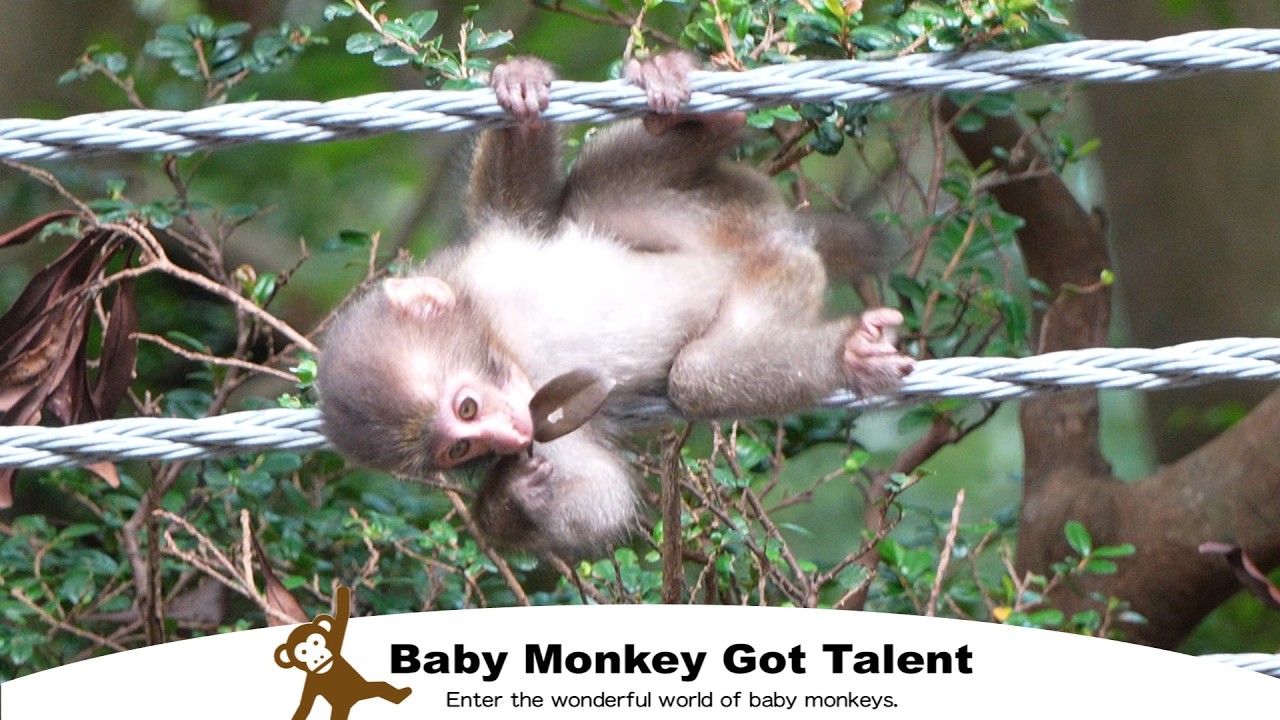 Якудзима обезьяны против гудка! Непоколебимая реакция / monpai monyet snow monkey