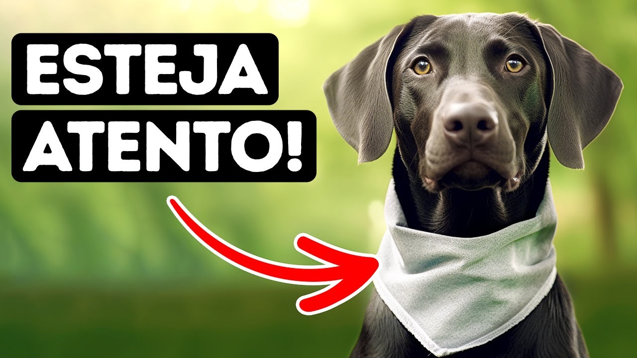 Se um Cão Estiver Usando Esta Bandana, Fique Longe Dele