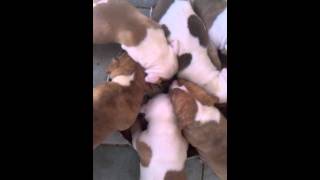 My oldest pit bulls litter. My dog is on the left