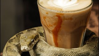 What would my reptile order at Starbucks based of their personality 