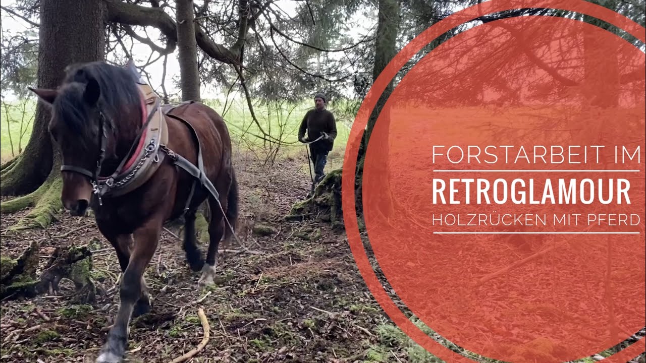 Forstarbeit im Retroglamour - Holzrücken mit Pferd