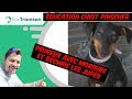 Eure et loire education canine de chiot pinscher peureux mordeur et qui dchire les jupes