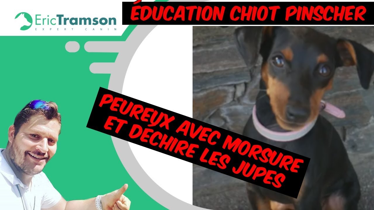 EURE ET LOIRE, éducation canine chiot race pinscher peureux avec morsure et déchire les jupes - YouTube