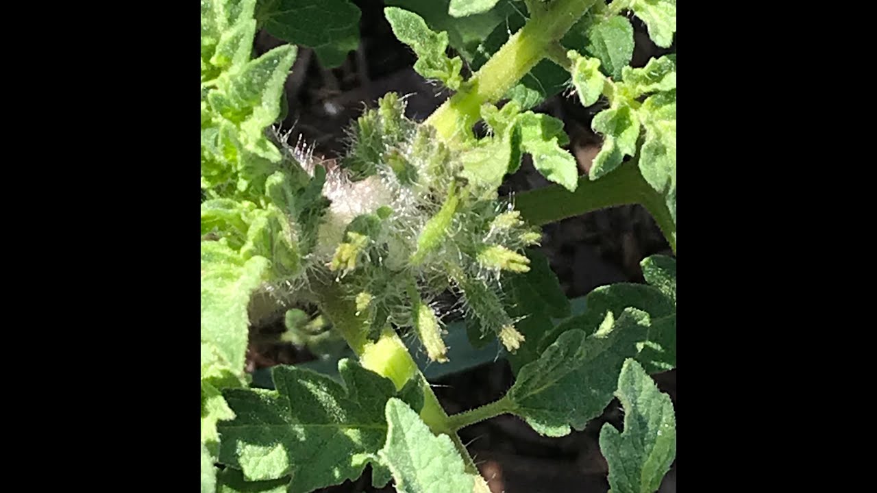 Single Seed Challenge 2021 | Day 65 | Barry's Crazy Cherry | Southern CA | Zone 10a or 10b