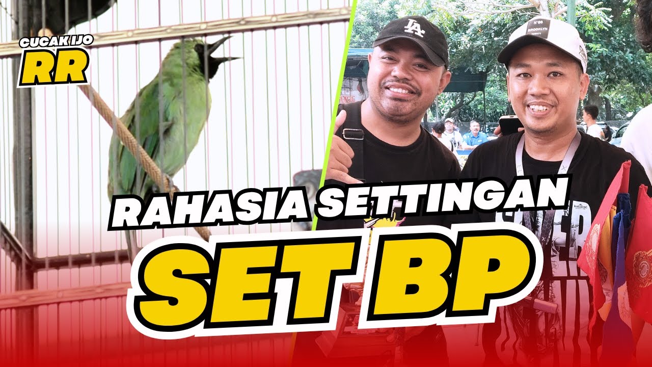 [CI RR] Cucak Ijo SETTINGAN SET BP cak ijo RR Rasa Robot rawatan cucak ijo set bepe HoBi ID