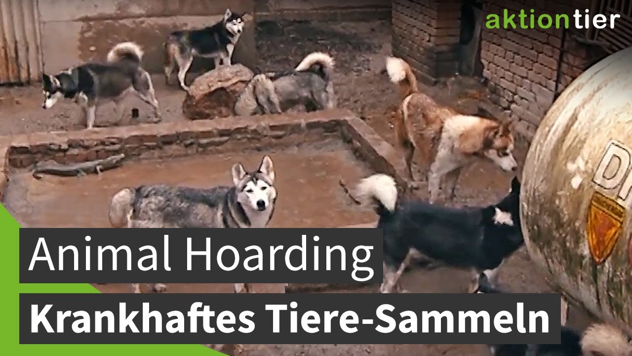 ANIMAL HOARDING: aktion tier-Kampagne