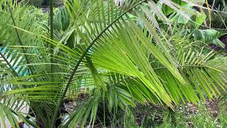 Tropical garden tour in Central Texas @CraigMoser