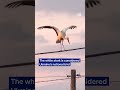 Beloved white storks bring comfort to Ukrainian village | DW News