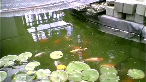 KOI POND RECORDED FROM MY  8 GB PEN CAM