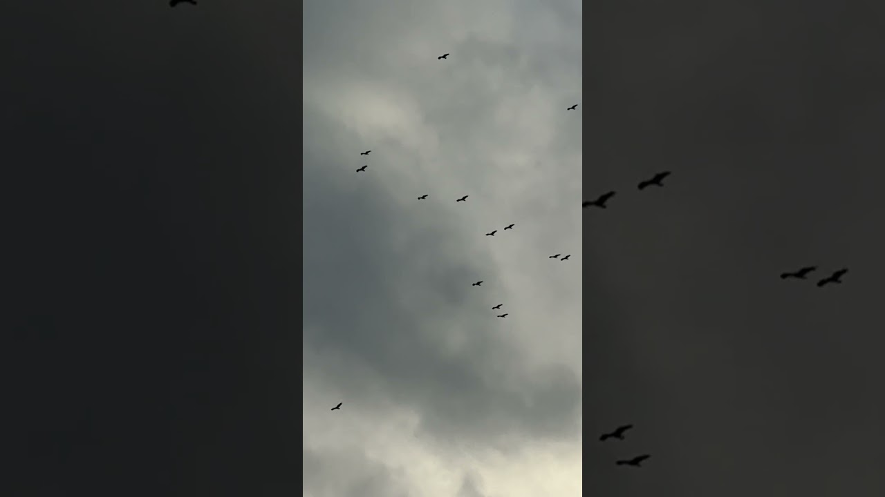 במיאמי מחכים לטרף…