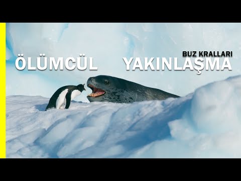 Leopar Foku: Penguen Katili | Buz Kralları