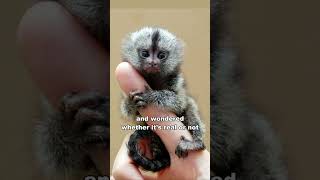 Pygmy Marmoset | The Finger Monkey