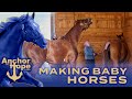 Getting Mares Pregnant on a Stallion Farm in Maryland