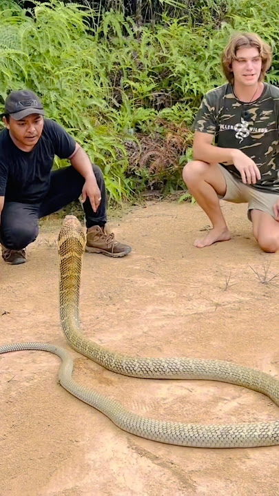 King cobra golden with miller wilson and manda adventurer #kingcobra #mandaadventure #snake