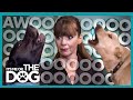 Howling Dogs Drive Victoria Insane! |  It&#39;s Me or The Dog