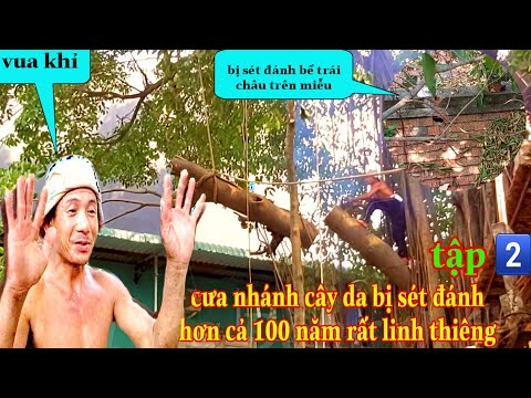 Video VUA KHỈ cưa nhánh cây da bị sét đánh hơn cả 100 năm... - youtube