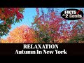 Relaxation: Autumn In New York