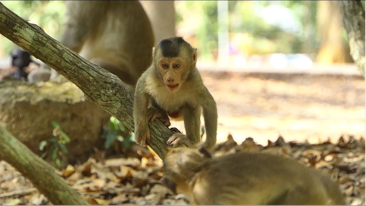 We Can Tell Little Rex Is Super Funny Boy Over 100% Hyperactivity Fun Play With His Team member.