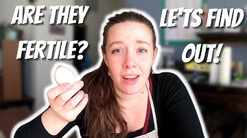 Identifying Fertile Eggs | Chicken Husbandry Series