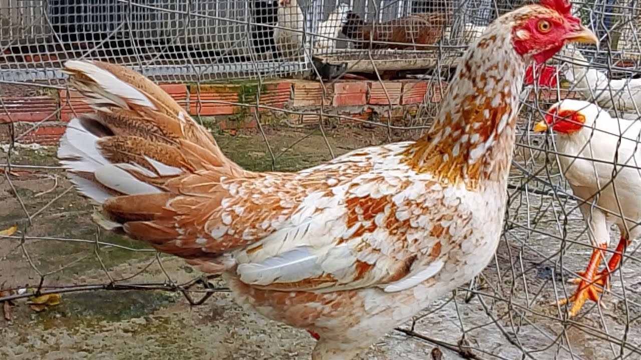 28/10 top 9 mái nòi vip ae xem hợp nhãn thì LH.@359..326..274