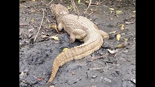 Aligatoroj en Rio de Janeiro WhatsApp Video 2025 07 17 at 13 55 455 2
