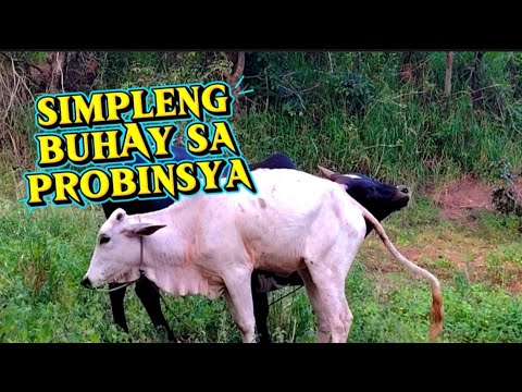 ITO ANG BUHAY SA PROBINSYA