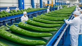 How Chili Powder Is Made in a Mega Factory 😱 | Full Industrial Process Revealed