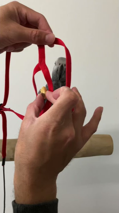 How to put a parrot harness. Check this video - African Grey