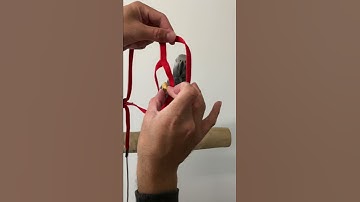 How to put a parrot harness. Check this video - African Grey
