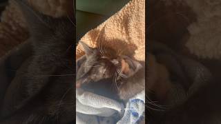 Cats Can Talk Kitten Meowing