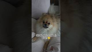 Am I Cute Enough To Be Your Friend?