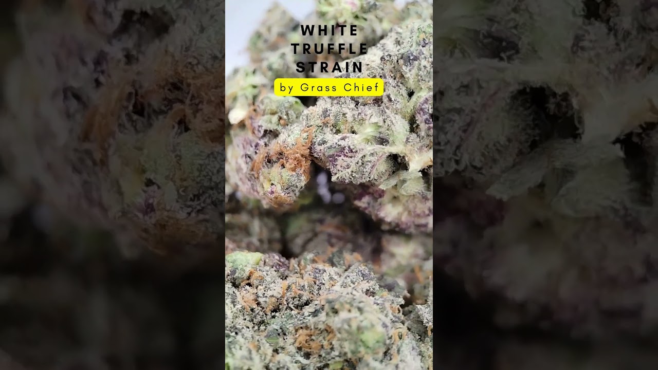 White Truffle Strain by Grass Chief