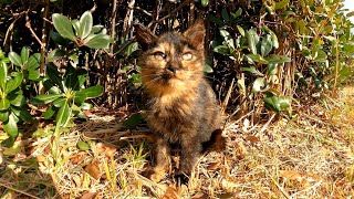 草むらに子猫がいたので近づいてナデナデしてきた