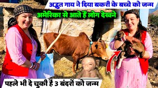 अद्भुत: गाय ने दिया बकरी के बच्चे को जन्म🐐| पहले बंदर के बच्चे को जन्म दिया था | Priya Family Vlogs